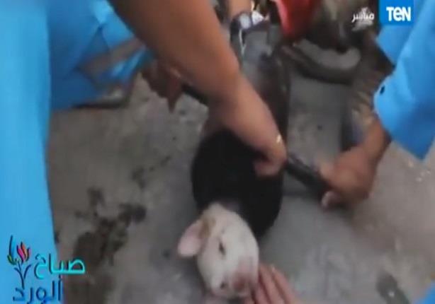نشطاء فى تايلاند ينقذون "كلب" محبوس بعلبة صلبة