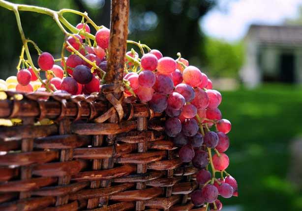 العنب الأحمر                                                                                                                                                                                            