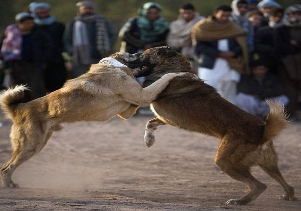 مصريون ينظمون مصارعة بين كلبين