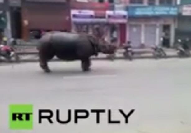 وحيد القرن يغادر المحمية ويتجول في الشوارع