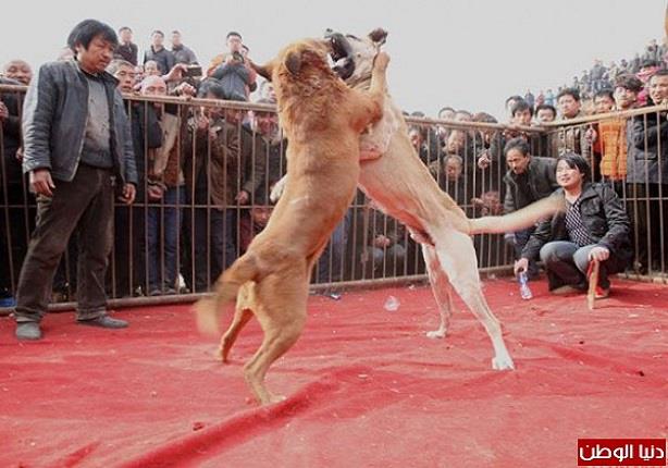 مصارعة كلاب في الصين 