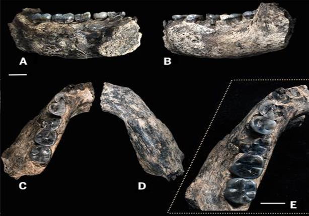 الاندبندنت: اكتشاف عظام بشرية عمرها نصف مليون عام 