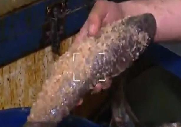أسماك مملحة في حالة تعفن تام داخل أكبر محل فسخاني بالمقطم