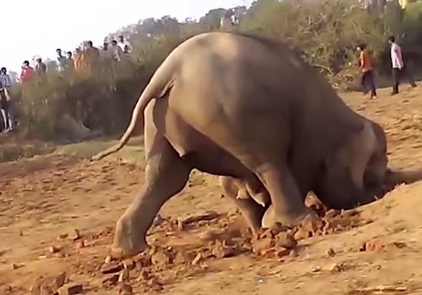 فيل يقضي 11 ساعة لإنقاذ رضيعه الغارق في الوحل