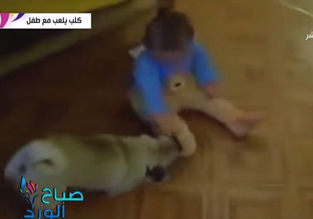 كلب يلعب مع طفل ويسحبه على الأرض والطفل فى حالة من هستيرية الضحك 