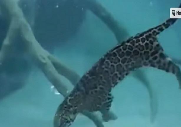 نمر يتقمص دور السمكة ويغطس تحت الماء