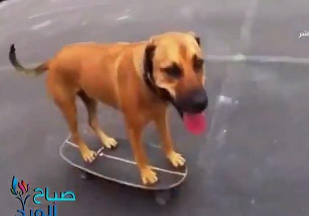 كلب يقود "لوحة تزحلق" بمهارة فائقة وقدرة عالية على التوازن