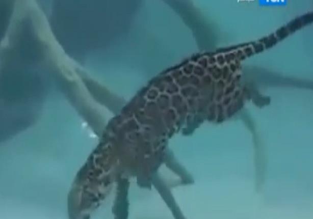 "نمر" يُظهر مهاراته فى الغطس تحت الماء ليبحث عن فريسته
