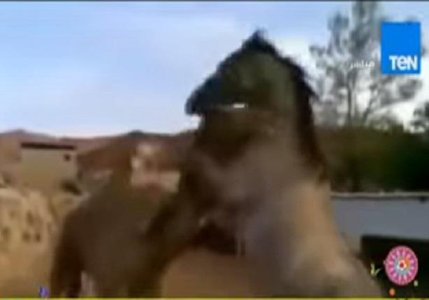 حصان يعانق صديقه الجمل بشدة فى أول لقاء بينهما بعد الفراق لمدة طويلة