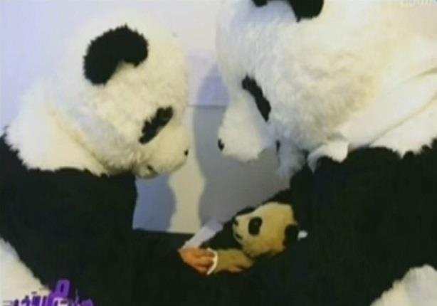 علماء صينيون يرتدون زي الباندا للتعامل مع صغارها