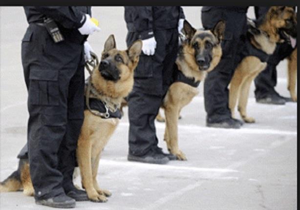 مصر تستورد 1400 كلب "بلجيكى" لــ " مكافحة الارهاب" وتأمين حفل قناة السويس 