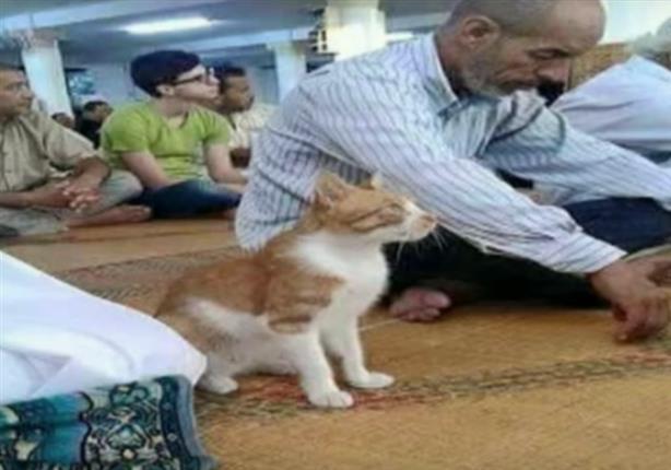 "قطة" المحلة تذهب لصلاة الفجر يومياً بالمسجد