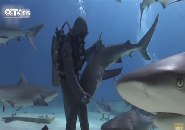 سيدة تقوم بتنويم اسماك القرش مغناطيسيا في اعماق المحيط