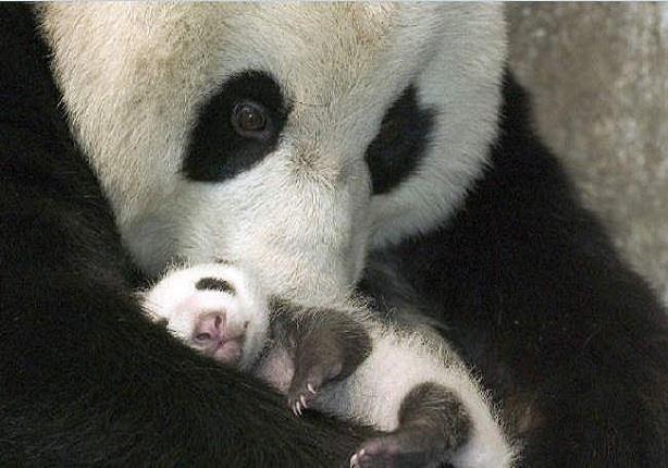 أنثى الباندا تضع مولودا في حديقة سميثسونيان في واشنطن