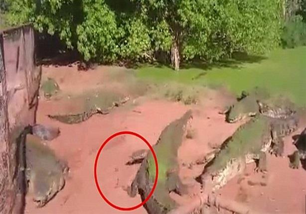 تمساح جائع يلتهم ذراع آخر بحديقة حيوان في أستراليا