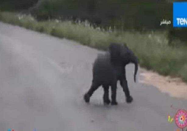 فيل صغير يطارد العصافير فى أحد الغابات