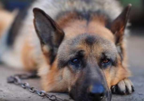 إنقاذ كلب دُفن حيًا في روسيا‏