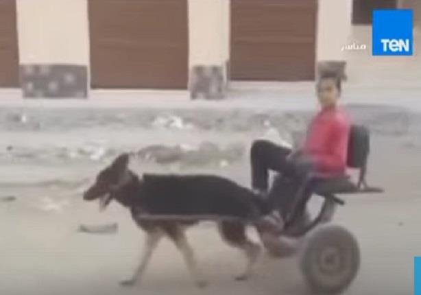 طفل مصري يستخدم كلباً فى جر عربة كالحمار