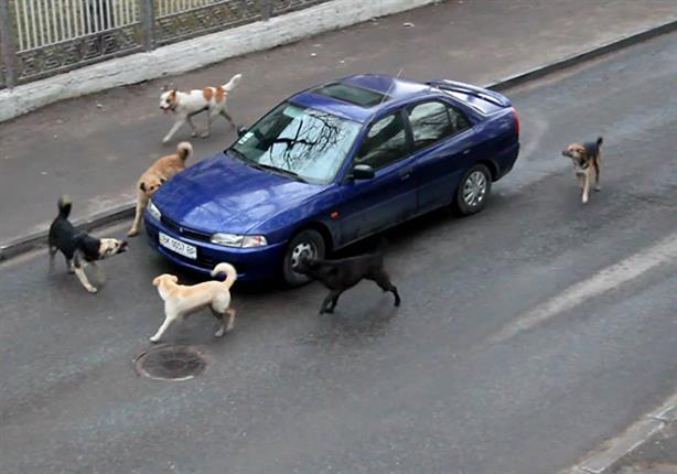 بالفيديو.. شيئ غامض يدفع كلاب ضالة إلى تمزيق سيارة في تركيا!