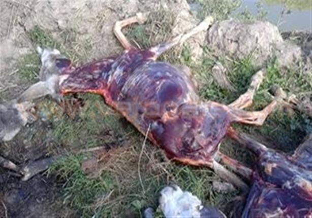 العثور على حمير مسلوخة الجلد في قرية ببني سويف العثور على حمير مسلوخة الجلد في قرية ببني سويف
