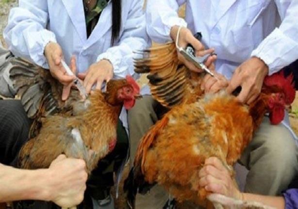 فيروس إنفلونزا الطيور