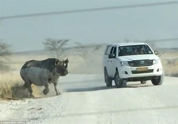"وحيد القرن" يتسبب في واحدة من أسوأ حوادث الطرق (فيديو)