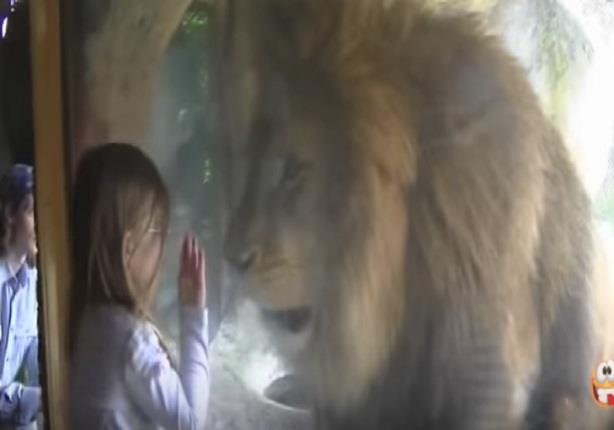 رد فعل أسد على تقبيل طفلة له في حديقة الحيوانات