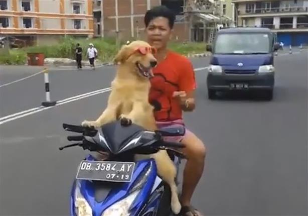 في إندونيسيا.. كلب يقود دراجة نارية بمهارة 