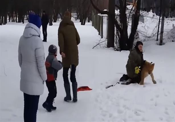 بالفيديو- شبل يحاول افتراس طفل في حديقة بروسيا