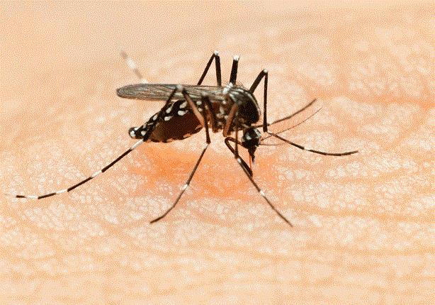 الحمى الصفراء