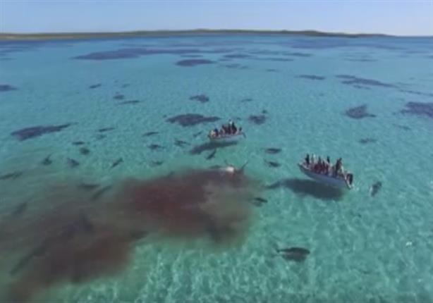 بالفيديو - أكثر من 70 سمكة قرش تفترس حوتا بالقرب من سواحل أستراليا
