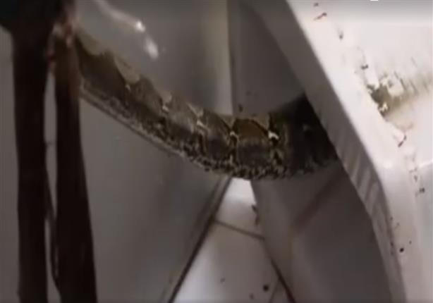 بالفيديو.. ثعبان عملاق يُهاجم رجلاً من المرحاض