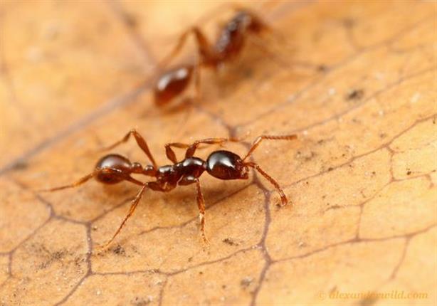 هل يجوز قتل النمل؟