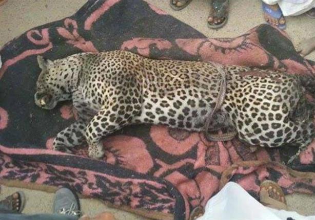النيابة تكشف مفاجأة عن "النمر" قاتل طفلة العياط النيابة تكشف مفاجأة عن "النمر" قاتل طفلة العياط
