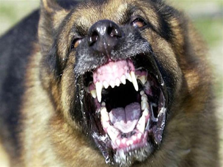 محامي بالنقض: لا توجد مادة في القانون تعاقب صاحب الكلب إذا هاجم الحيوان أي شخص