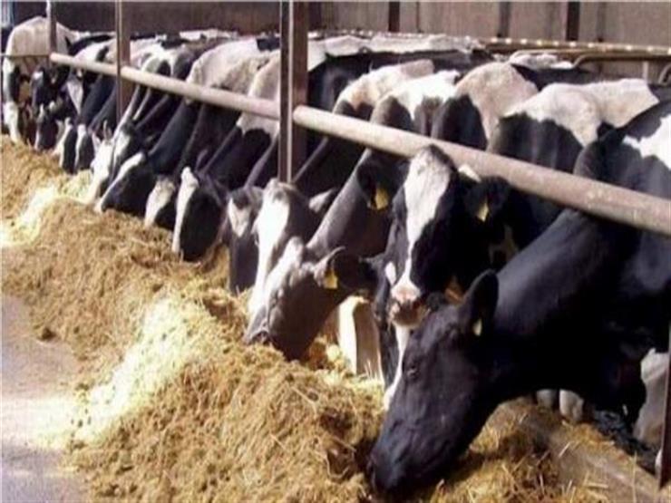 وزير الزراعة يرد على "شعبة القصابين": لولا مشروع البتلو لارتفعت أسعار اللحوم أكثر