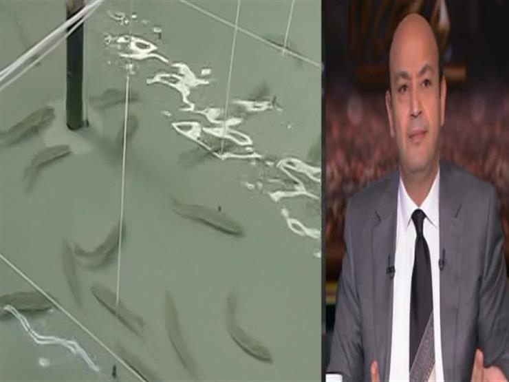 عمرو أديب: "السمك" سيصبح الوجبة القومية في مصر -فيديو