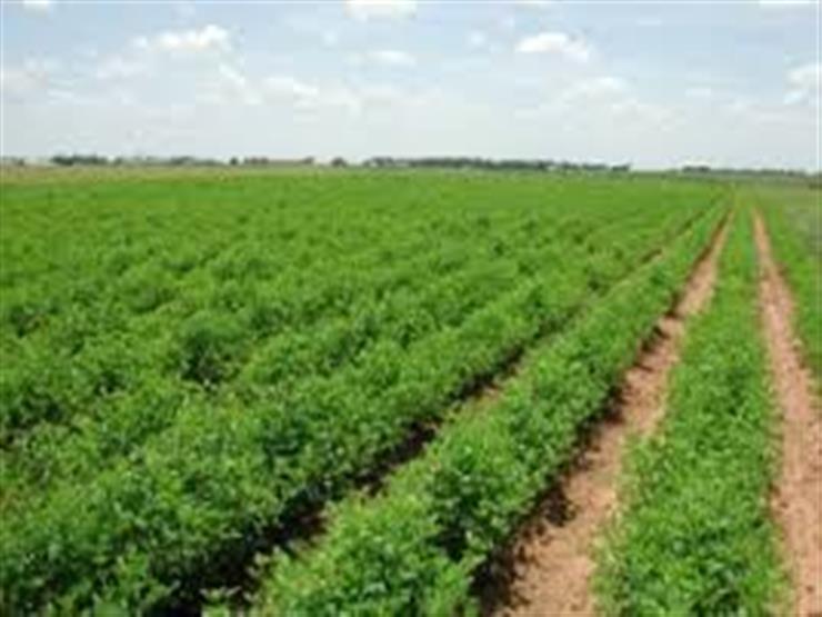 الزراعة: مفاوضات مع السعودية لرفع الحظر على بعض المحاصيل