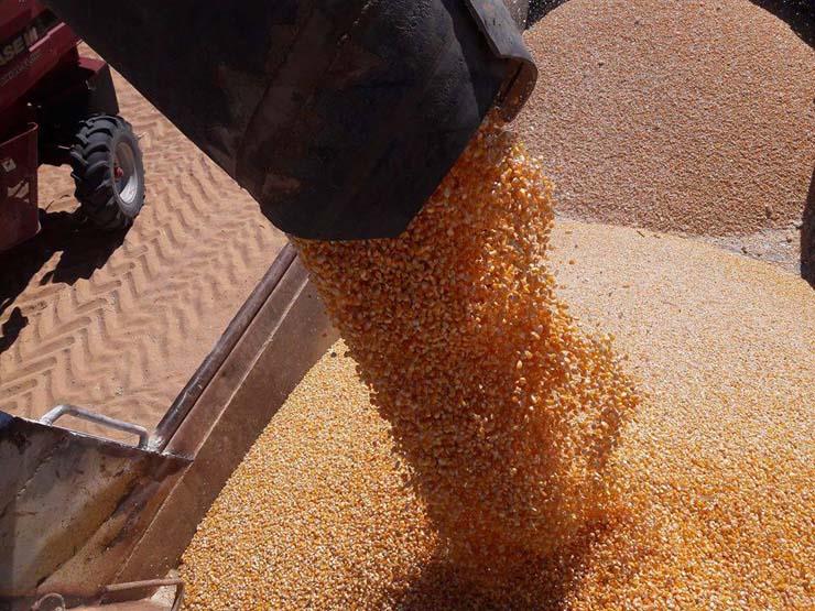 نقيب الزراعيين: إنتاجية القمح من مشروع شرق العوينات للموسم المقبل ستصل إلى مليون طن