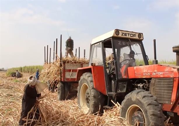 معاناة المزارعين مع مصانع السكر