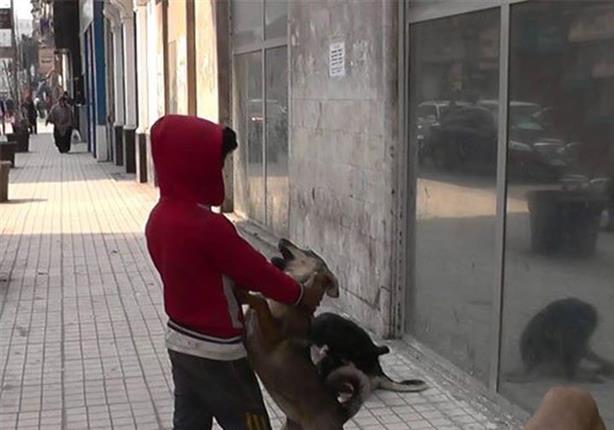 بالفيديو - كواليس لقاء "الراقص مع الكلاب" وشقيقه