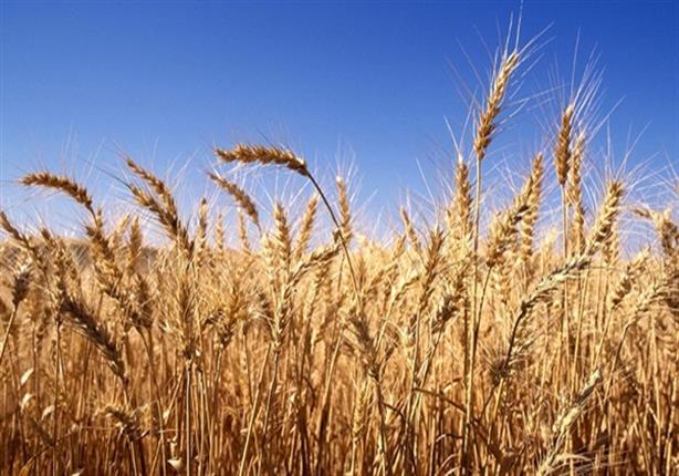 الزراعة: 3.4 مليون فدان إجمالي مساحة القمح في الموسم الشتوي - فيديو