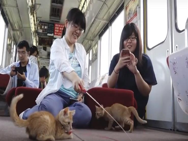 اليابان تطلق أول قطار للقطط في العالم -فيديو