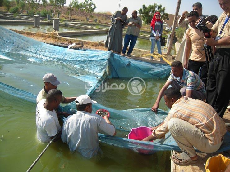 رئيس الثروة السمكية: أسباب انخفاض إنتاج بحيرة ناصر زيادة عدد مراكب الصيد