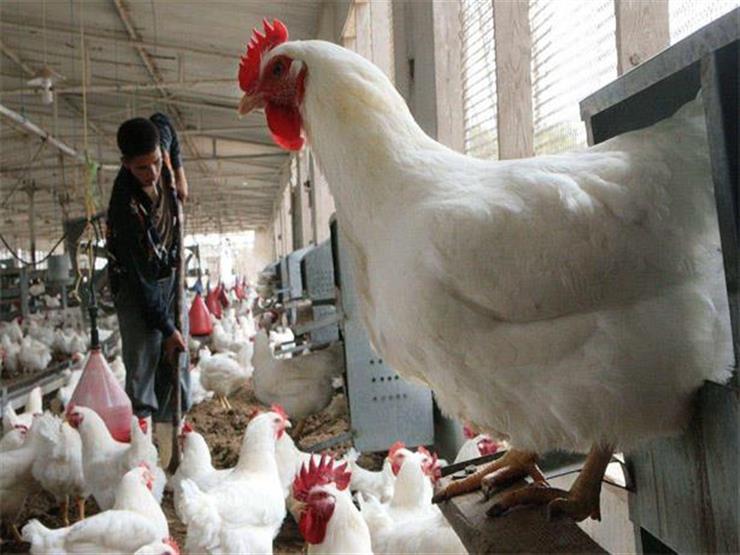 "الزراعة": جهود كبيرة للقضاء على إنفلونزا الطيور - فيديو