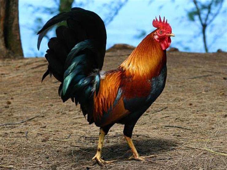Um estudo analisando a relação emocional do “galo” com as galinhas... e a semelhança de m | Masrawy