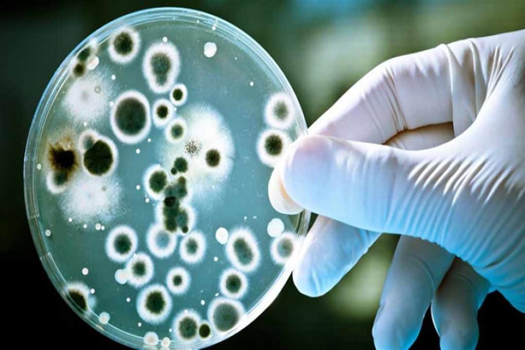 علماء يكتشفون بكتيريا مقاومة للمضادات الحيوية في المنزل