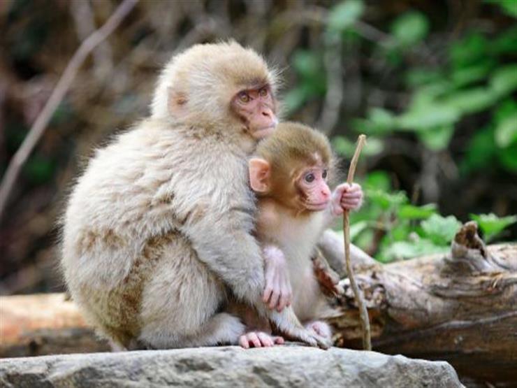 رجائي مندهشًا من تحذيرات برلمانية: حدائق الحيوان آمنة من جدري القرود 