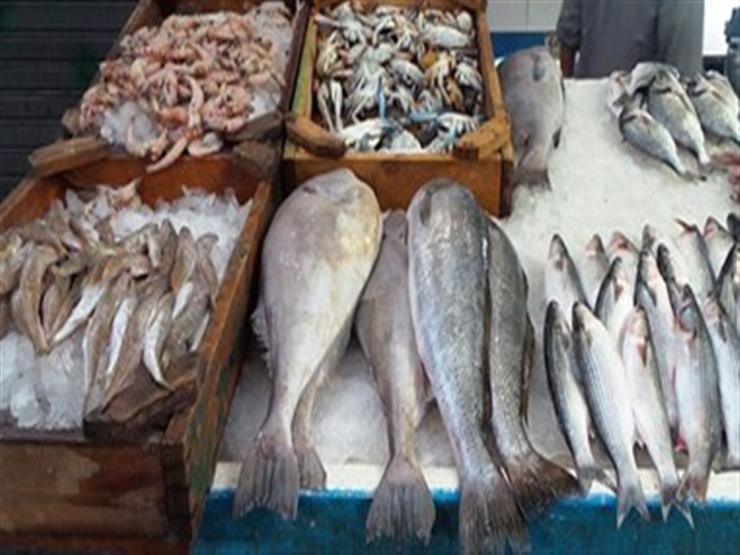 الإبراشي يكشف عن سبب انخفاض سعر السمك في "شبراخيت"