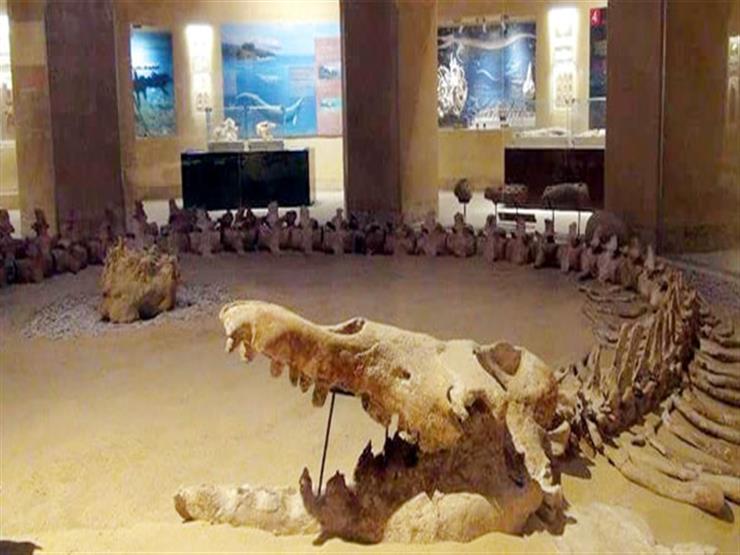 المشرف على فريق المنصورة البحثي يكشف كواليس اكتشاف ديناصور الصحراء الغربية -فيديو